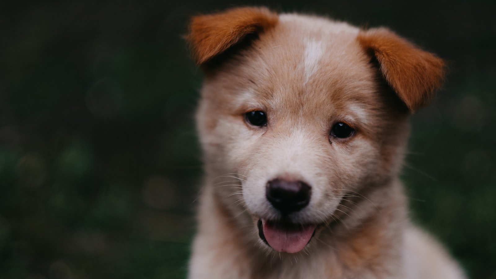 Recognizing ⁣Stress ‌and Fear: ⁤Insights into Puppy⁤ Body ⁤Language