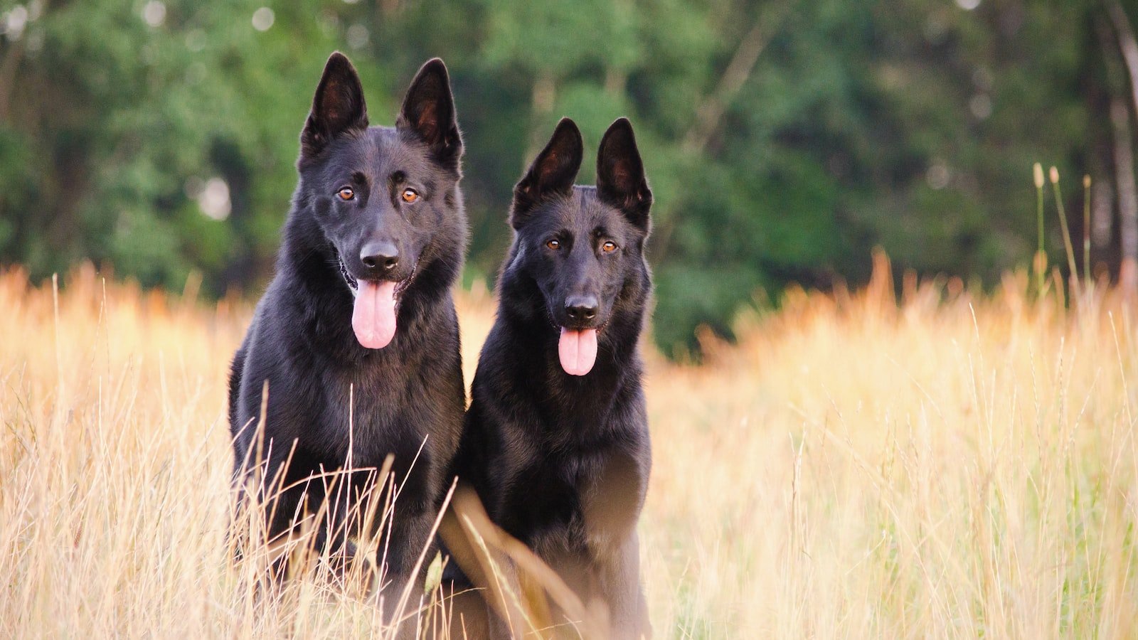 Building Strong Bonds: The Power of Positive⁢ Reinforcement in Dog Training