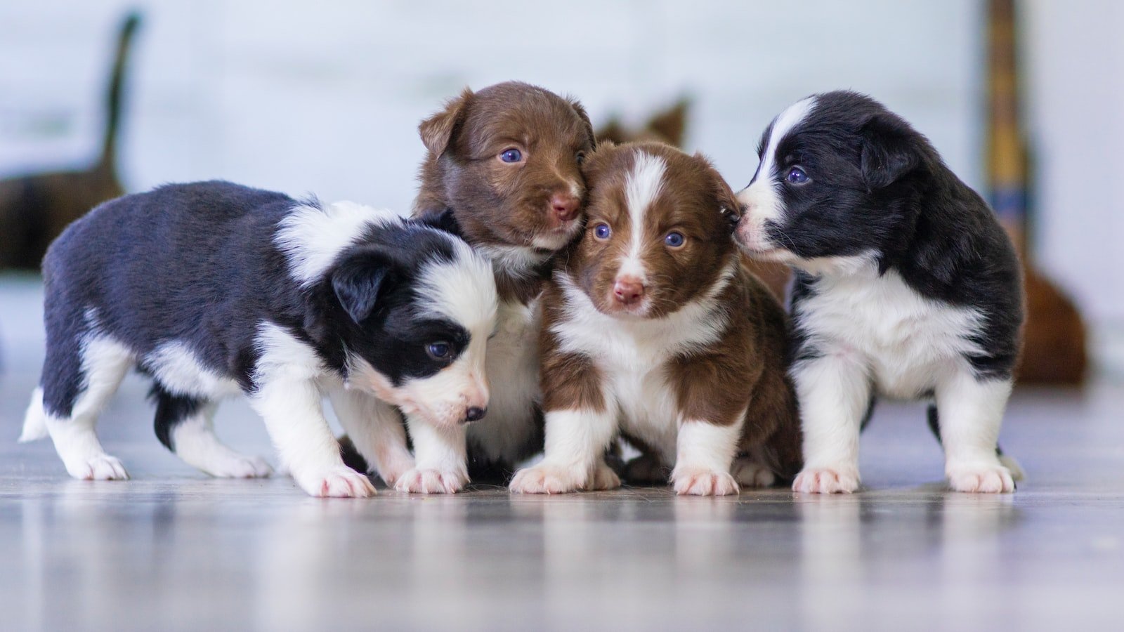 Preparing Your Puppy for Their First Vet ⁢Visit