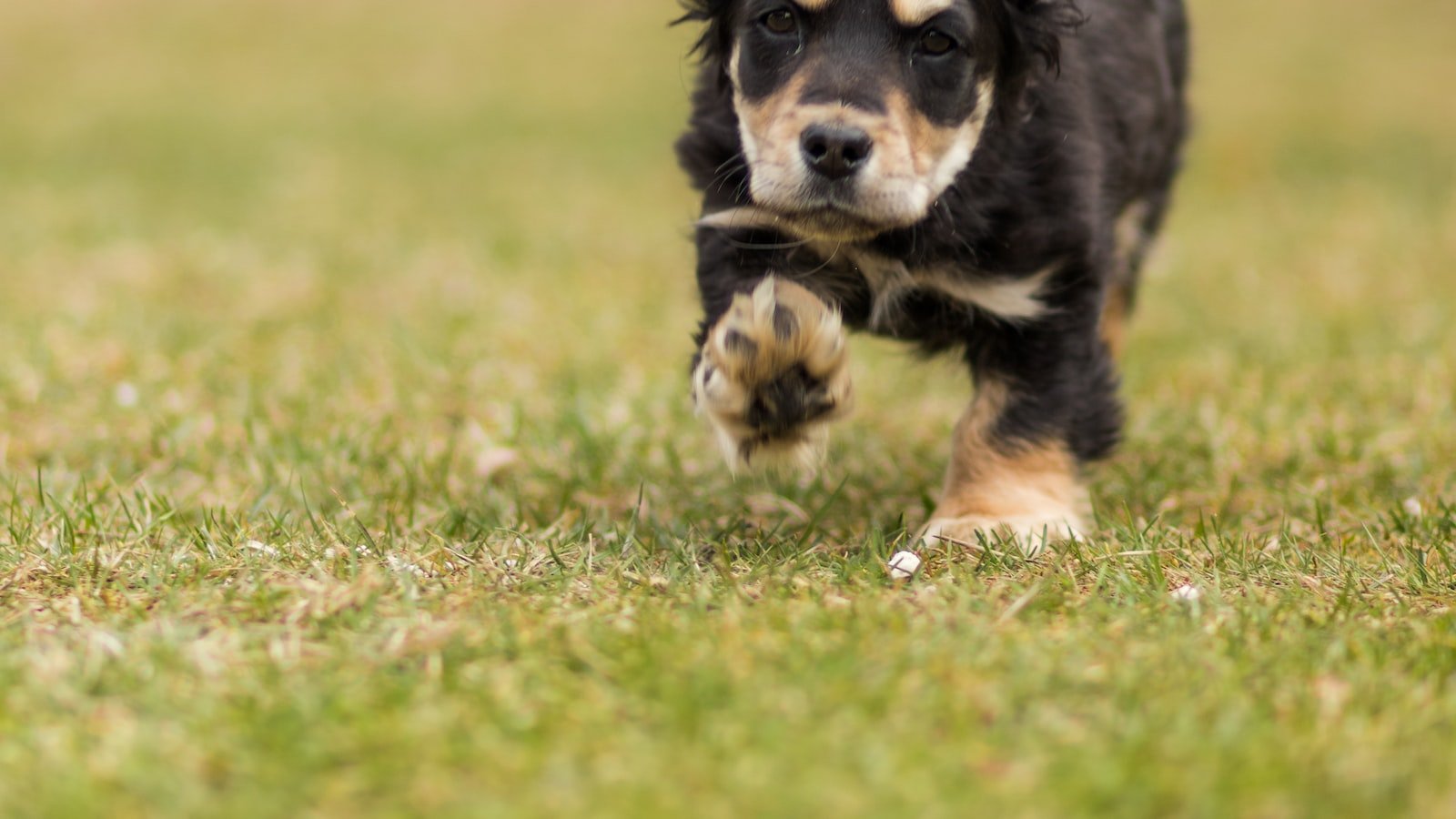 Tailoring Exercise ⁢Routines to Meet Puppy's Developmental Needs