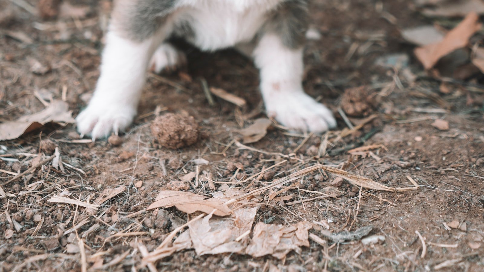 Understanding Your Stubborn‍ Puppy's Behavior