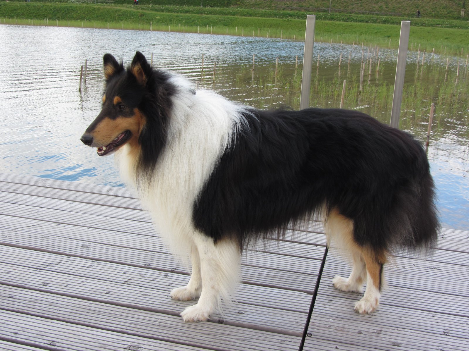 A Collie's Instincts: Unleashing‌ the Potential‌ for Sheepdog Trials