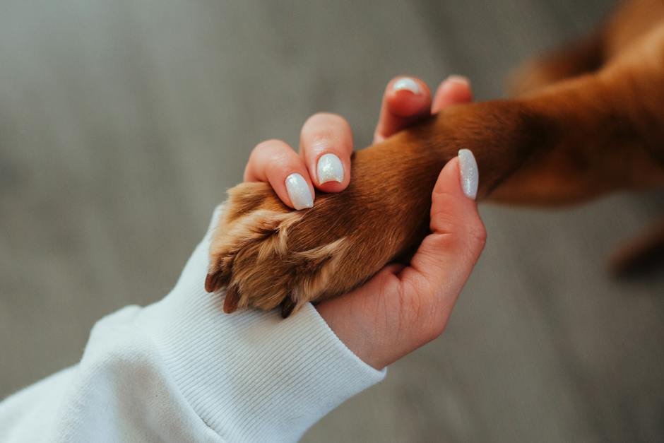 How to Use a Dog Training Tab for Off-Leash Work