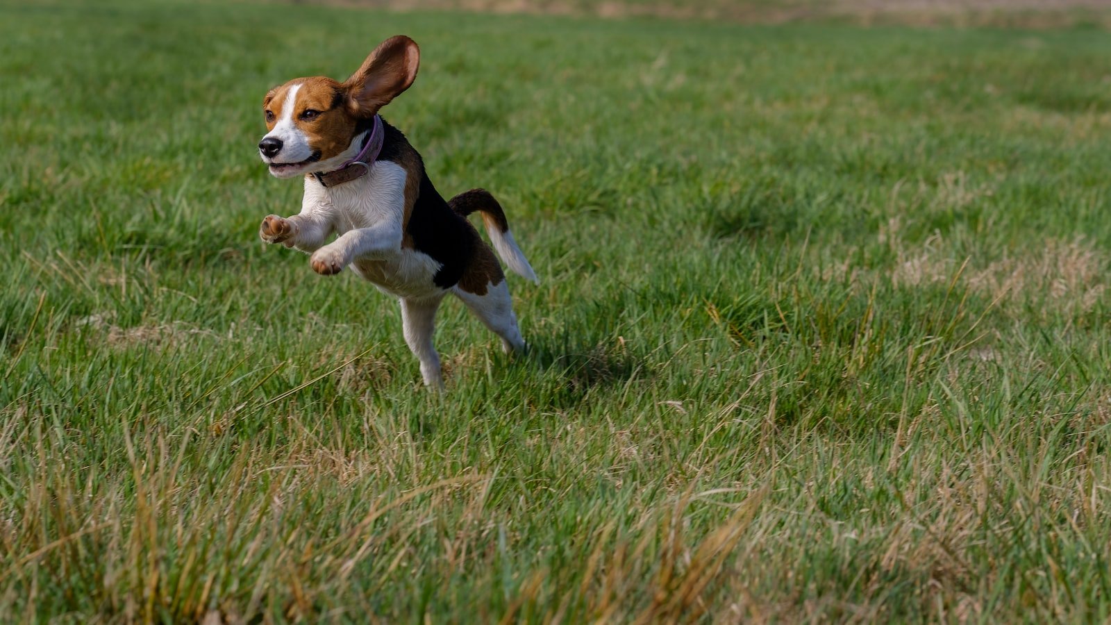 Dog Training for Furniture Scratching: Preserving Your Home