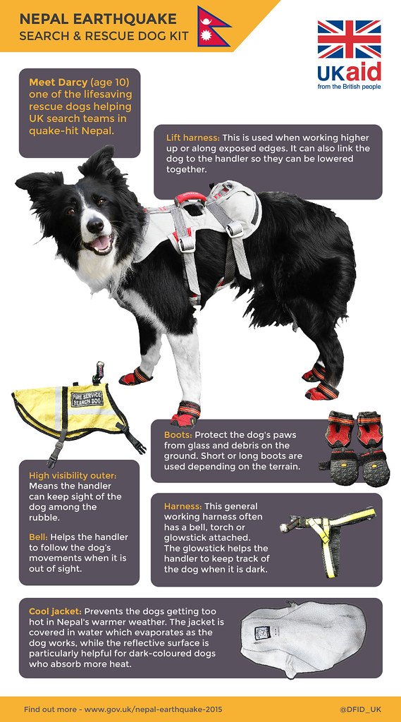 The Importance of First Aid Training for Search & Rescue Dogs