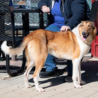 How to Use a Dog Training Pinch Collar: A Balanced Approach