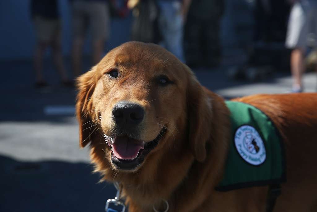 The Importance of Task Training in Service Dog Education