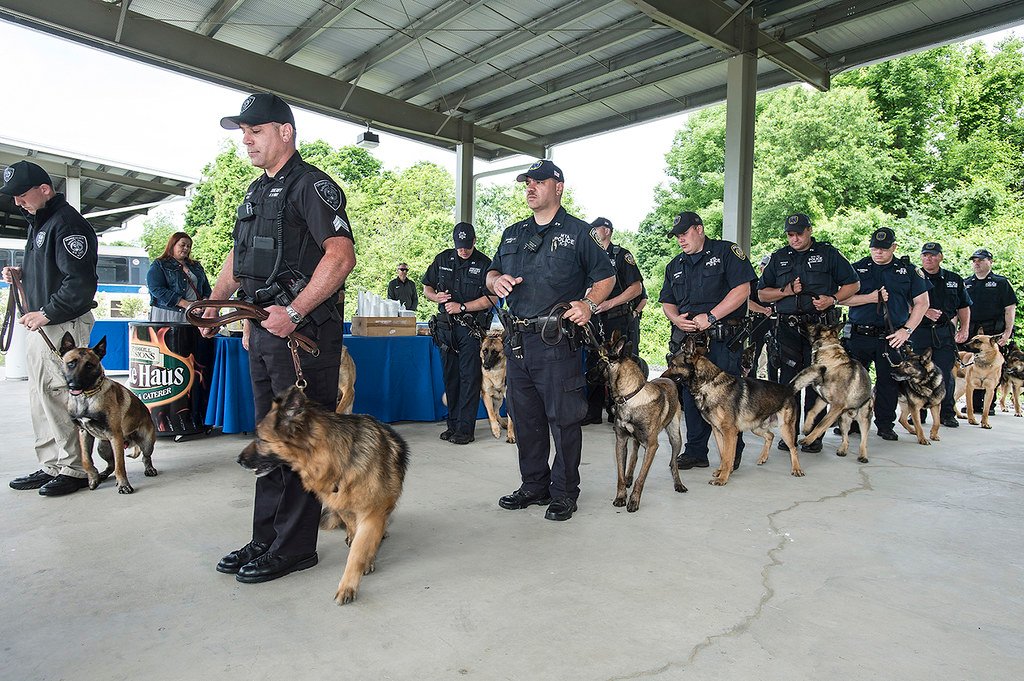 The Basics of Police Dog Training