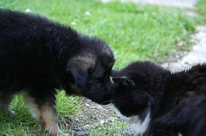 Puppy Training for Fear of Strangers: Socialization Tips