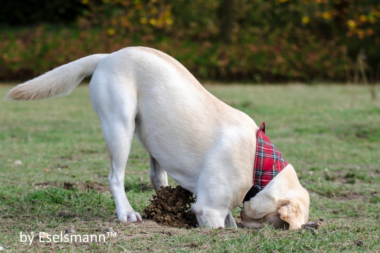 Understanding the Root Causes of Dog Digging Behavior