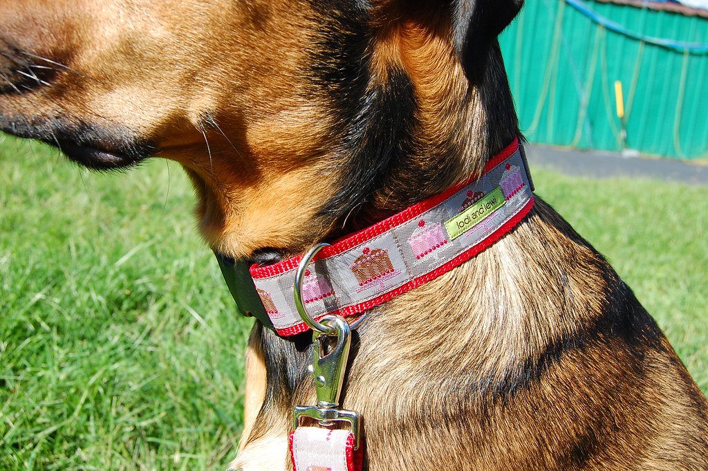 How to Use a Martingale Collar for Dog Training