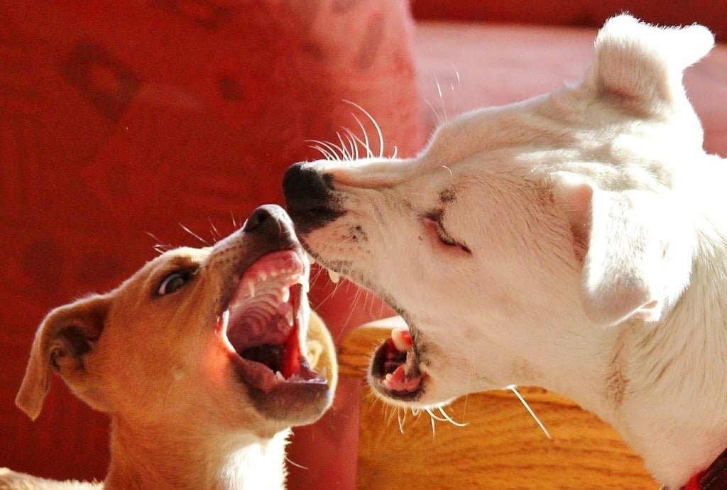 How to Deal with Food Aggression in Dogs