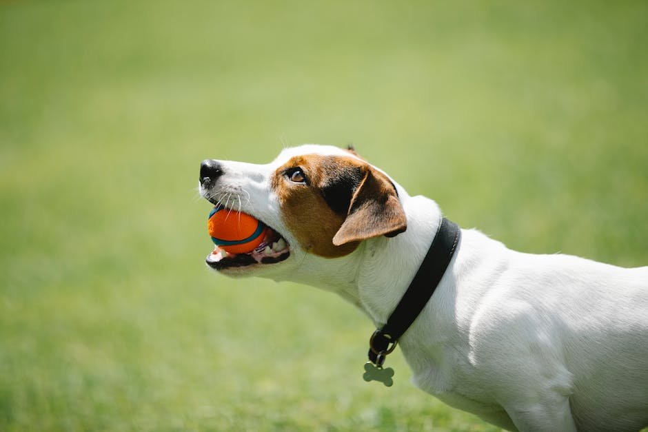 How to Use a Dog Training Tug Toy for Motivation