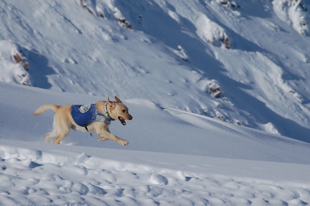 How to Prepare Your Dog for Avalanche Rescue