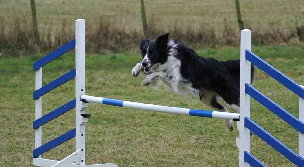 How to Use a Dog Training Weave Pole for Agility