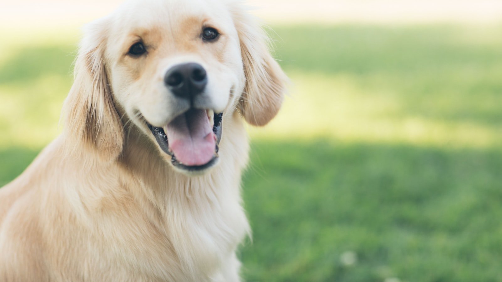 The Importance of Zinc in Dog Training Nutrition