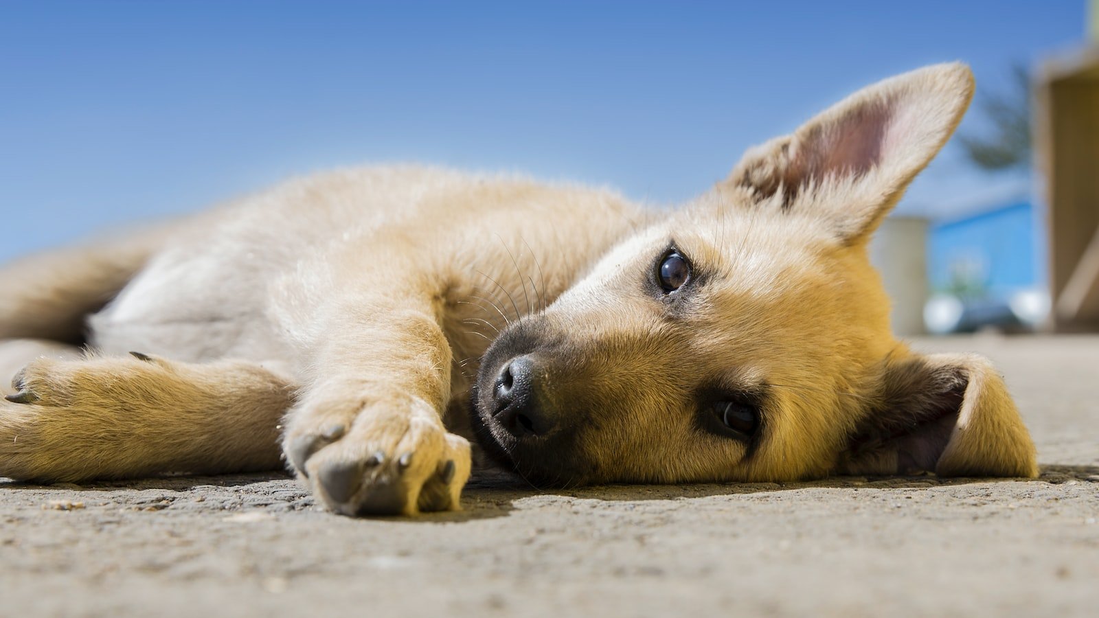 How to Use a Dog Training Dummy for Retrieval