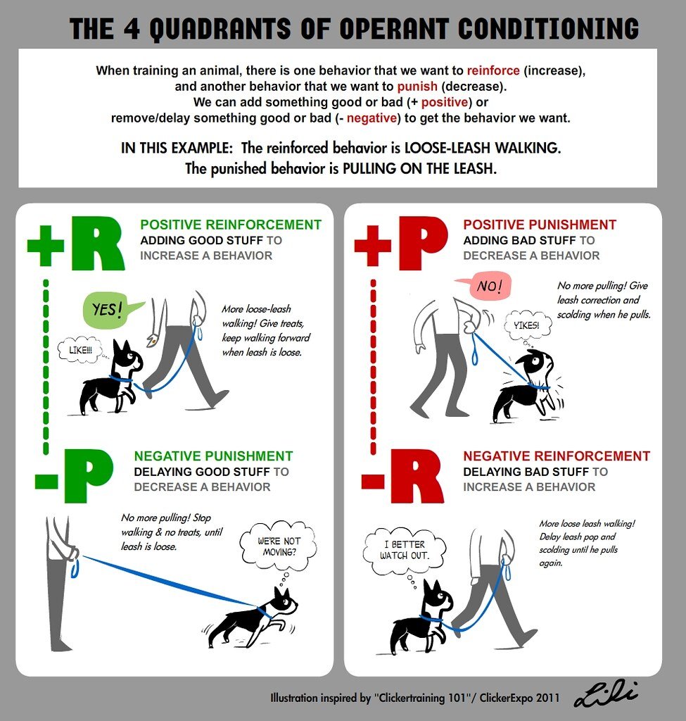 Positive Reinforcement for Training Older Dogs