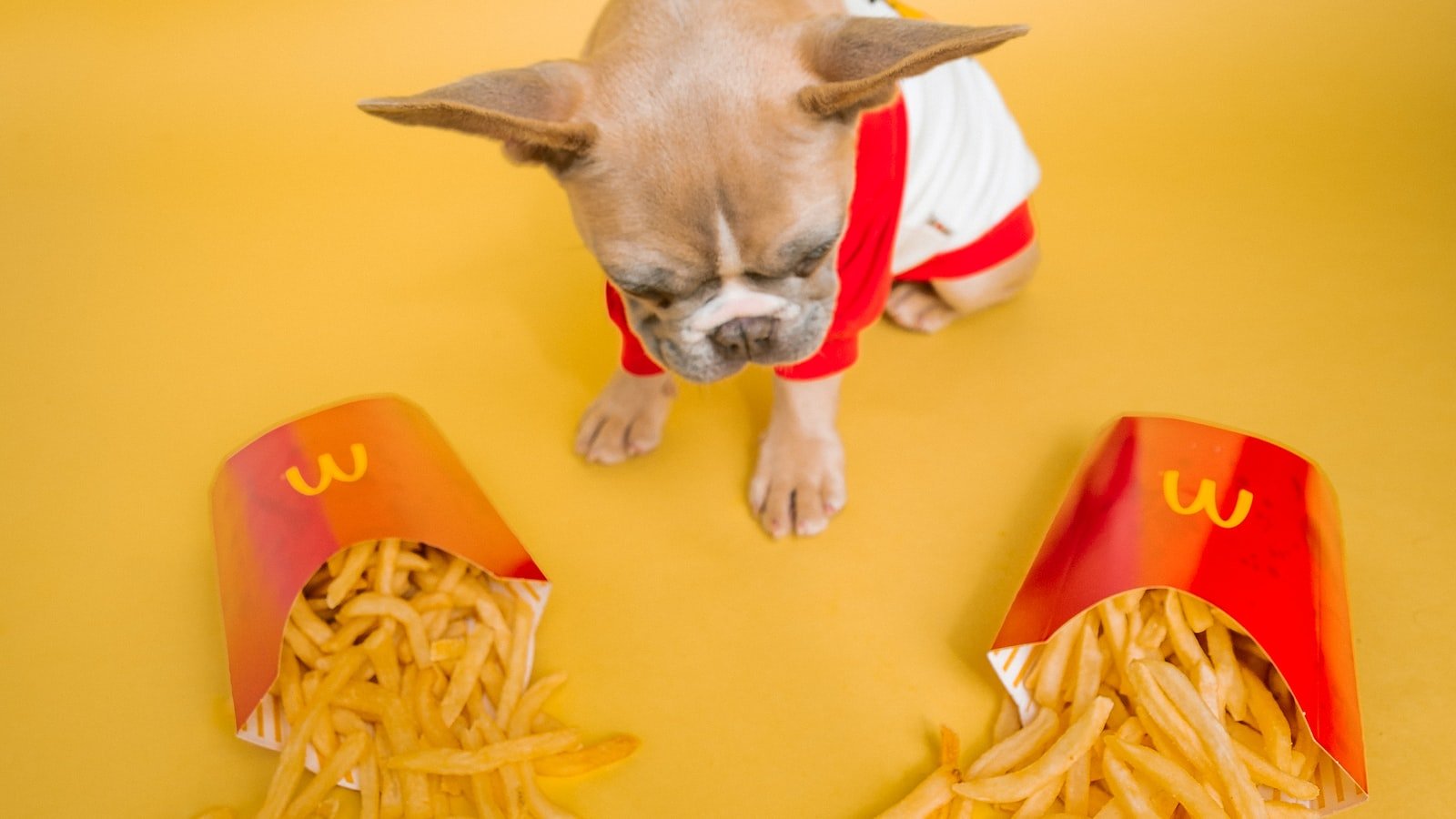 How to Choose the Right Dog Food for Training Your Pup