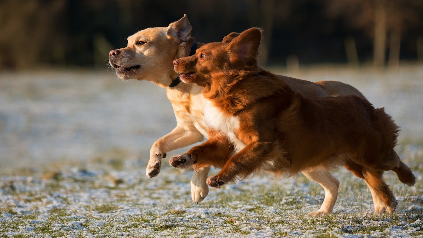 The Best Dog Training Apps for Modern Trainers