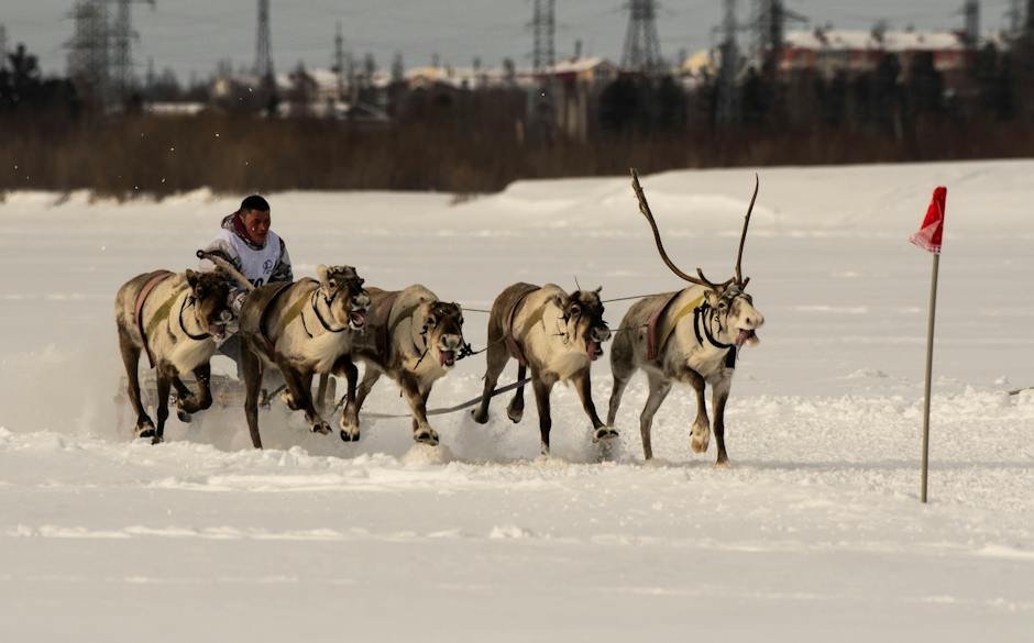 How to Train Your Dog for Sled Racing: Mush!