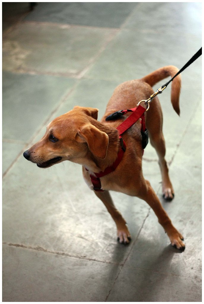 1. Identifying Common ⁣Triggers: Unraveling the⁢ Reasons Behind Leash Pulling