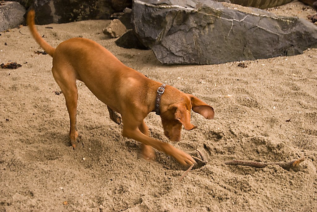 Understanding the reasons why dogs dig