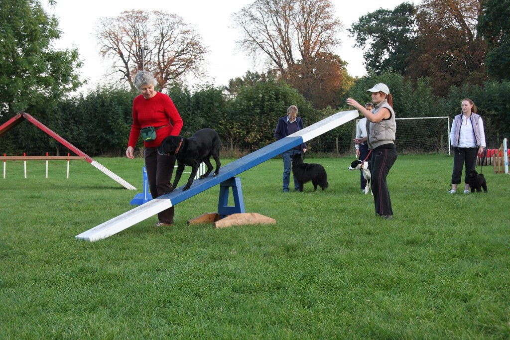 Mastering⁣ the ⁢Step-by-Step Training Process for the Dog Training See-Saw