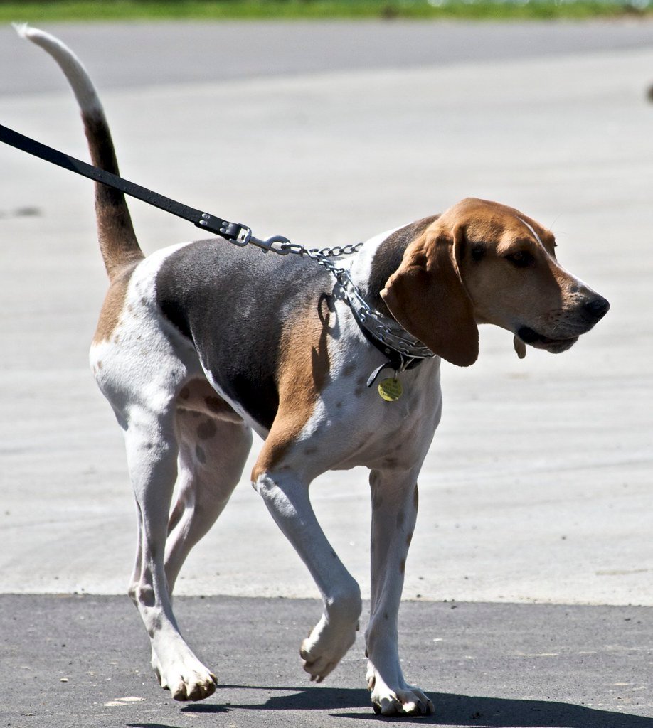 Choosing the Right⁤ Training Program for Your ⁢Coonhound