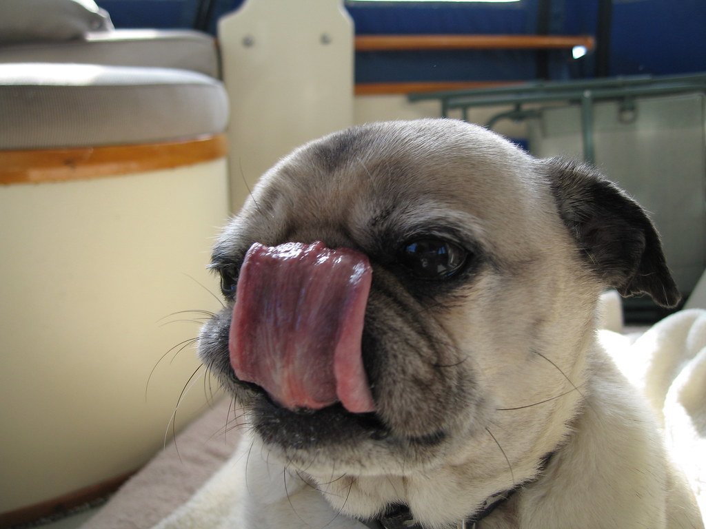 Understanding the Reasons Behind Excessive Dog Licking