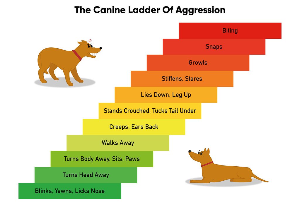 Understanding Aggression in Dogs: Causes, Types, and Triggers