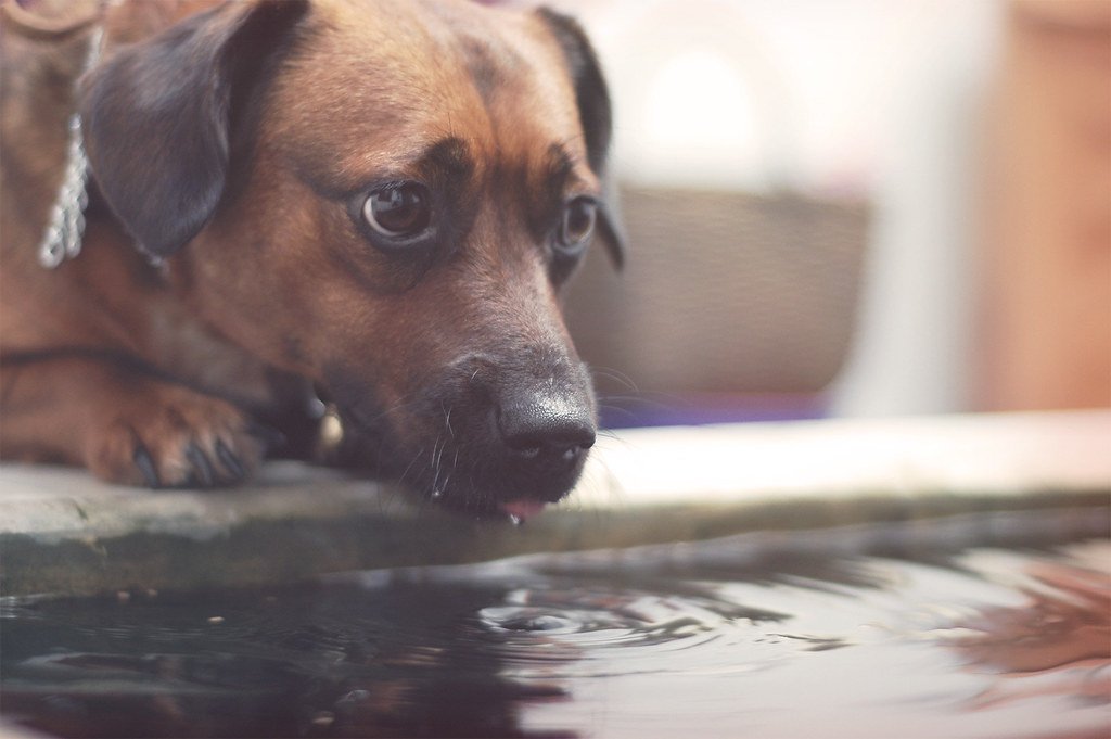 First Steps: Introducing Dogs to Water Safely