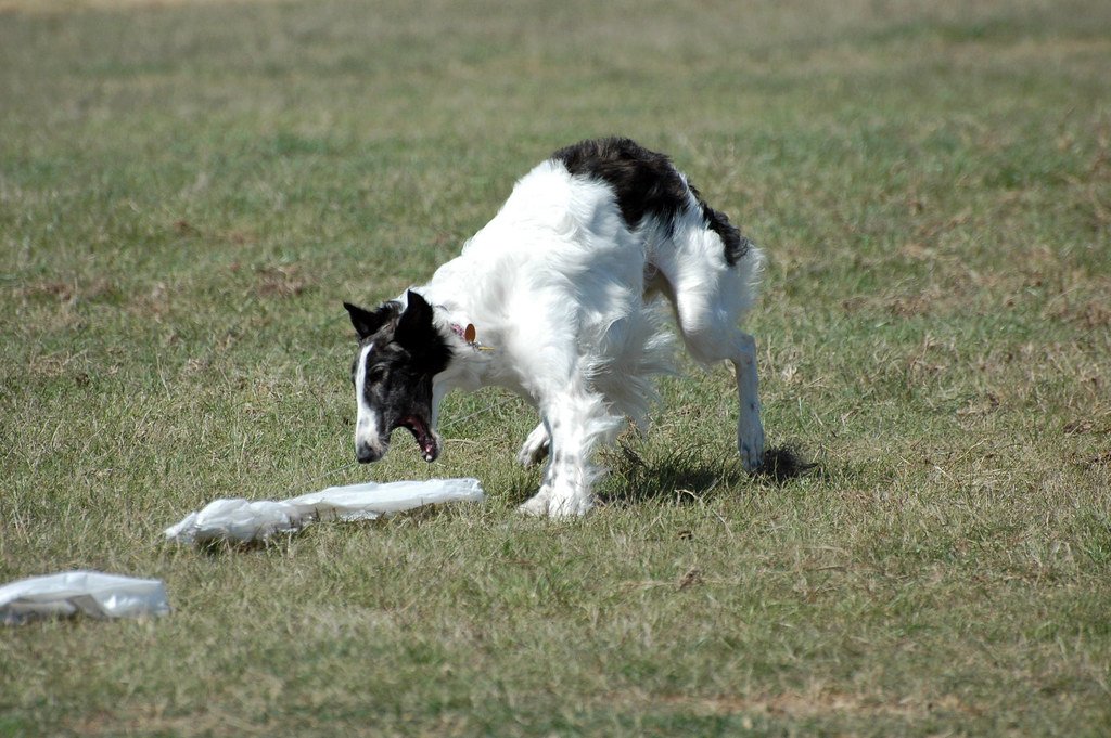 Exploring the Physical and Mental Stimulation Lure Coursing Offers