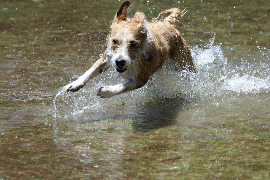 Developing an Effective Training Routine for ⁣Hyperactive Dogs