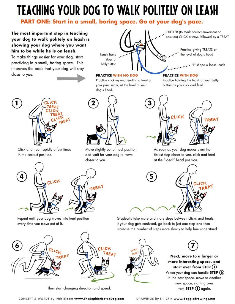 Understanding the Dos and Don'ts of Leash Training