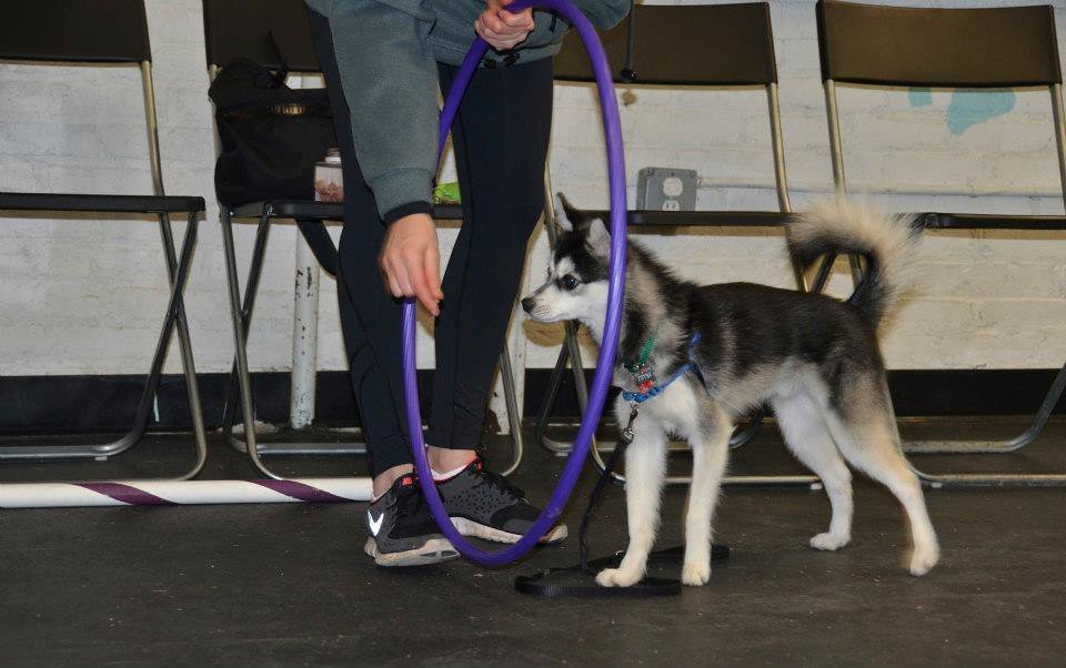 Timing ​is​ Key: ⁤The ‍Perfect Age to⁢ Begin‍ Leash ‍Training Your Puppy