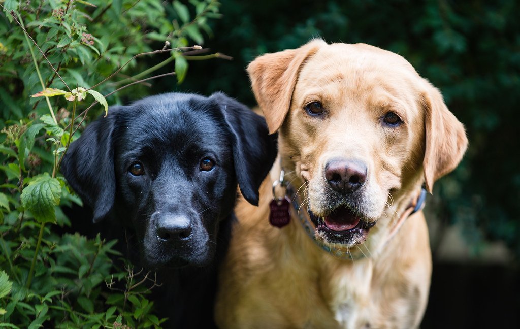1. Discovering the Potential: Exploring the Concept of Teaching Dogs to Whisper