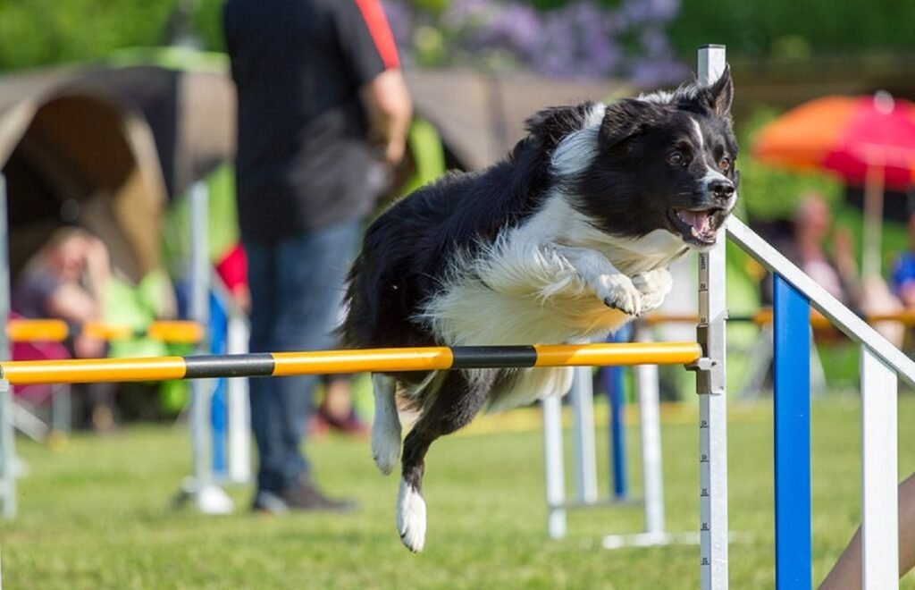 Understanding the Importance of Duration in ‍Dog Training