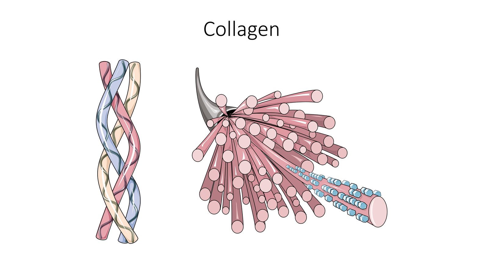 Understanding the Importance of Collagen for Canine Performance