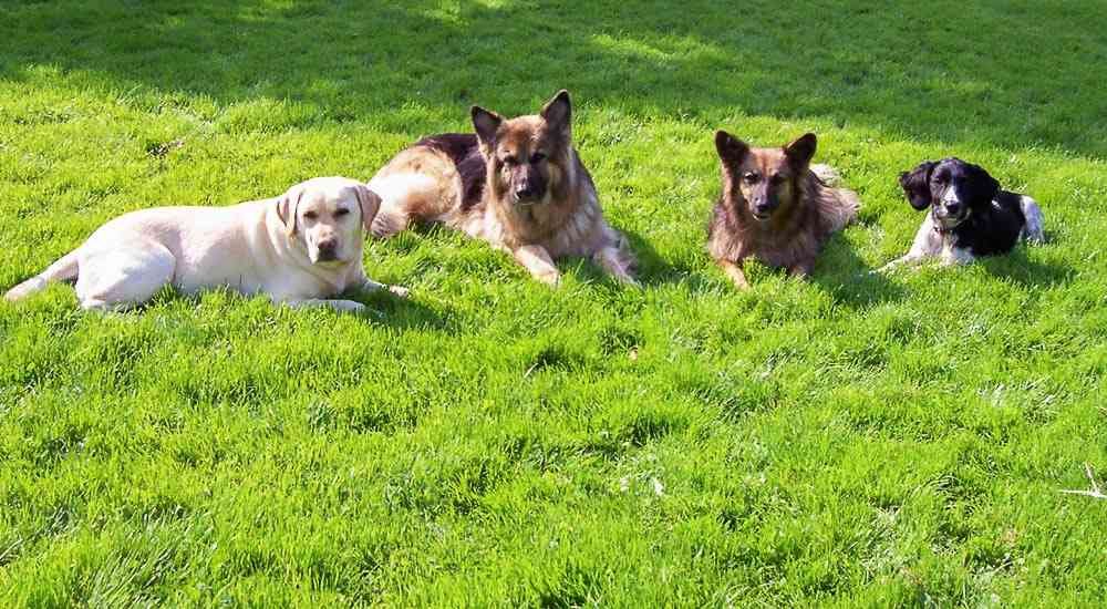 Understanding the Role of Marker Words in Canine Behavior