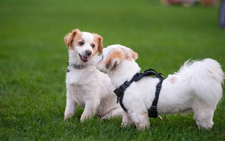 How Long Does‌ It Take to Train a‌ Dog? A Dog Training FAQ