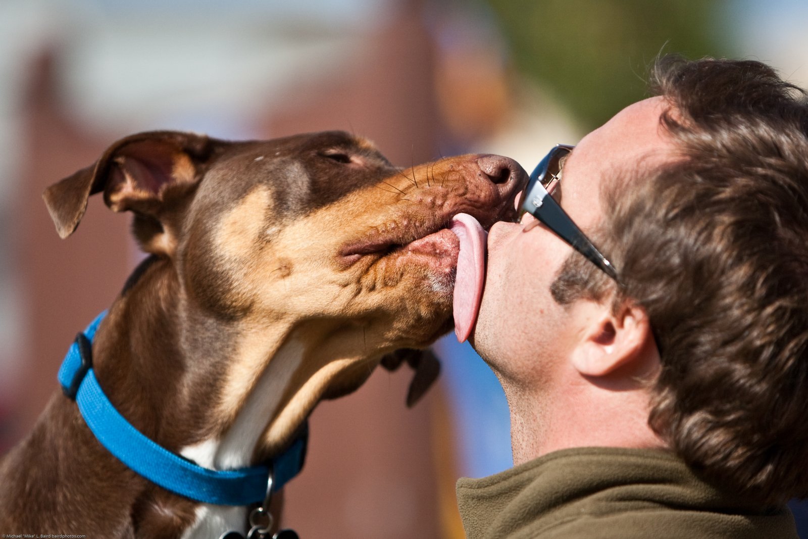 Effective⁢ Strategies to Address‌ Excessive Licking‍ in Dogs