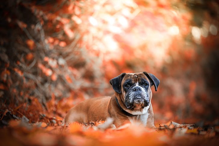 Heading 1: Understanding the ‌Importance of Fall Puppy Training