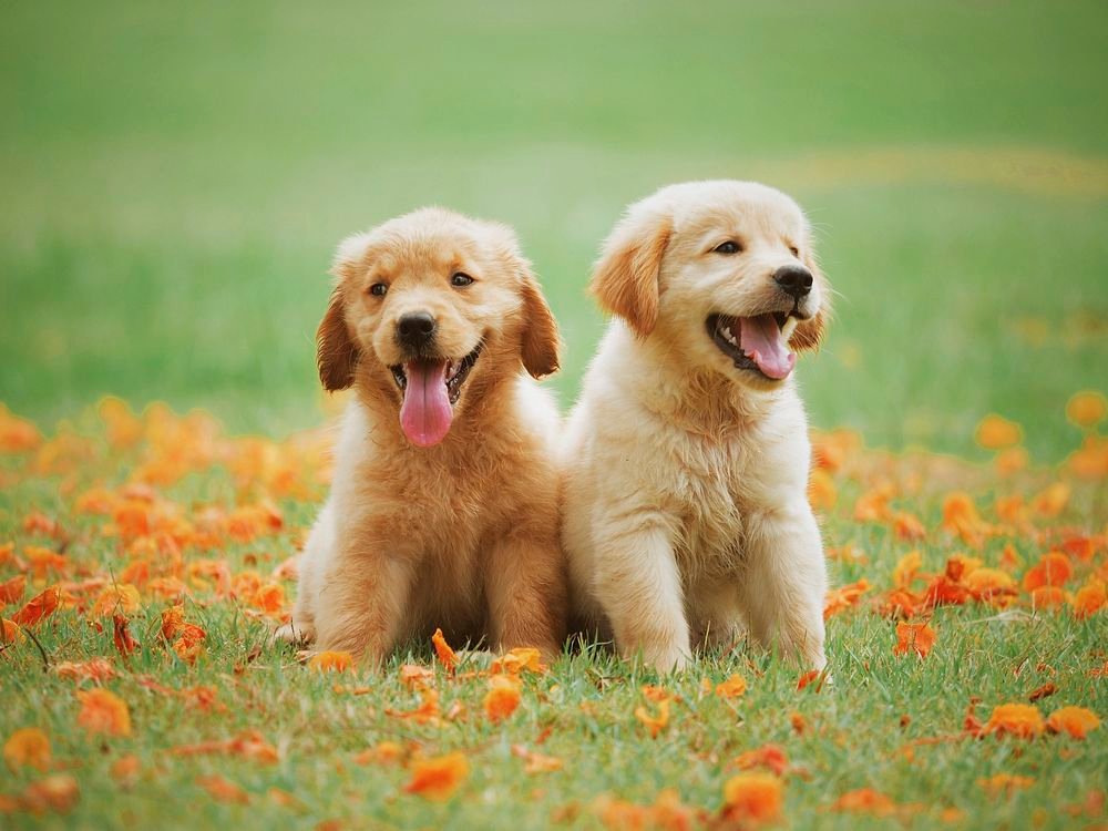 Creating ⁣a Positive ‌Environment:‌ Strategies for Preventing Submissive Urination in Puppies