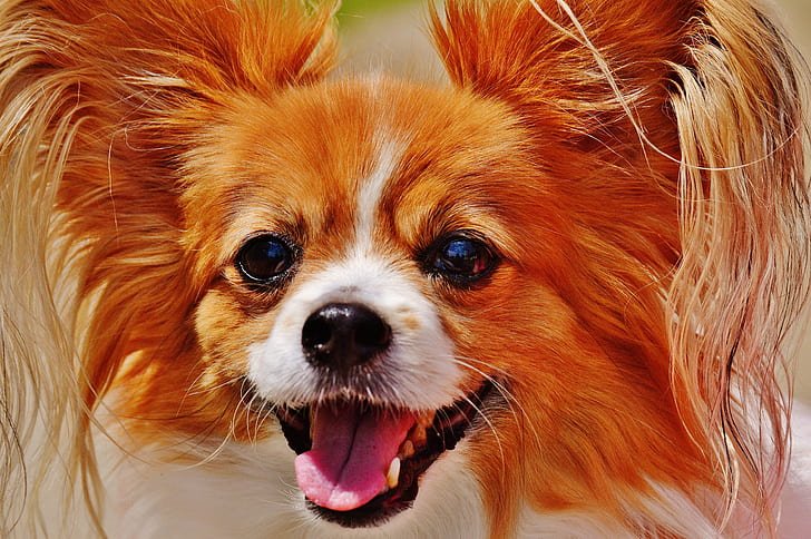 Choosing the ⁢Right Diet for Small Breed Dogs