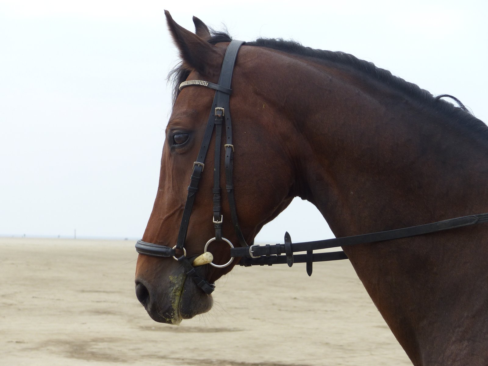 Step-by-Step Guide⁢ to Properly Fitting ‌a Head Halter for Effective Training