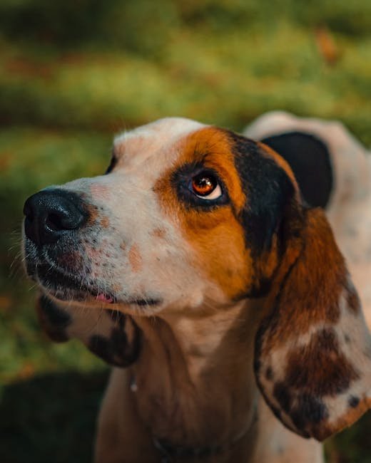 Building Strong Coonhound Hunting Skills