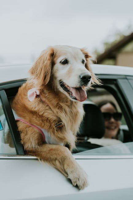 Understanding the Root Cause of Your⁣ Dog's Car ⁣Chasing Behavior