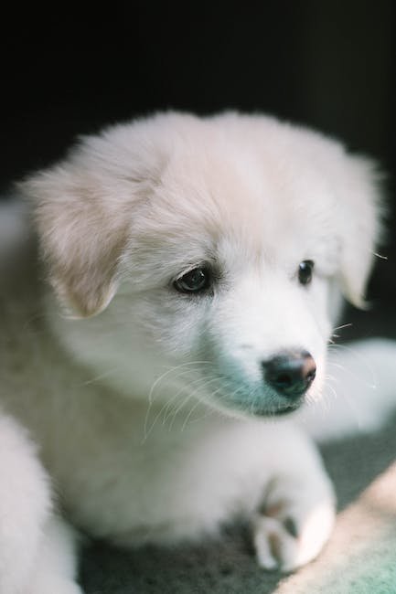 Preparing Your Puppy for Car Rides:‍ Creating a ⁣Positive Association
