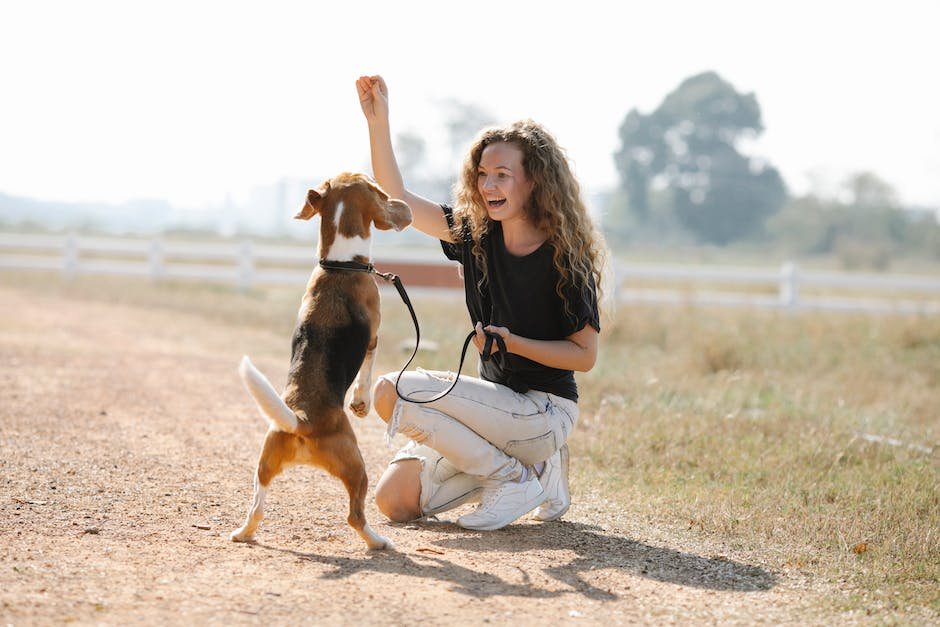 Decoding Communication Cues: A Key to Specialized Dog Training